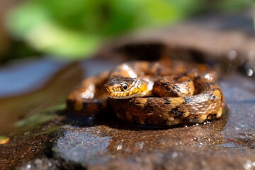 Obraz premium Coiled Snake on Wet Rock Surface After Recent Rainfall in Nature