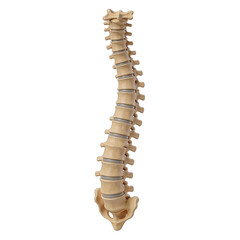 Human Spine Anatomical Model for Medical Education