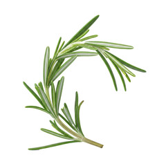Fototapeta premium Vibrant rosemary branch with detailed, silvery-green leaves and a delicate curving stem, presented against a transparent studio background with copy space. Concept of natural ingredients and