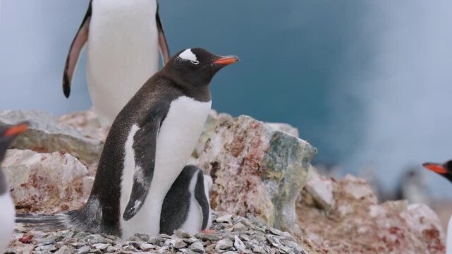 Mother Gentoo Penguin With Her Baby Chick Over Nest Made Of Stones. Close-up Shot