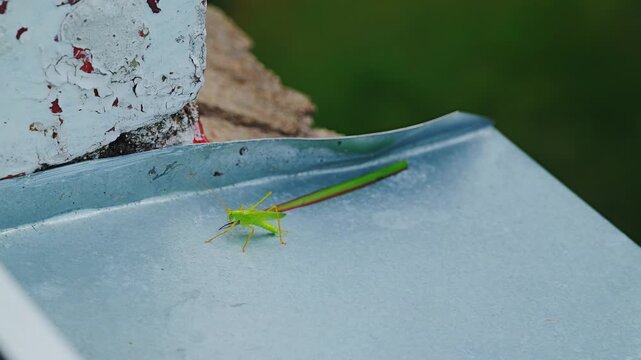 Static macro shows katydid fleeing with houseplant leaf on calm windowsill edge