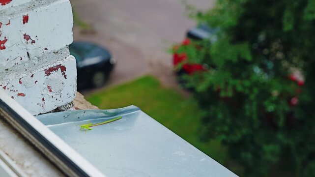 Macro view of katydid and leaf on old concrete windowsill of Hru&scaron;čovka block