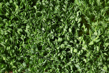 Fresh micro green as background, closeup
