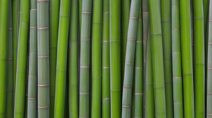 Fototapeta premium Natural bamboo fence texture featuring vertical stalks in sage and mint green tones, ideal background for eco friendly branding and sustainable interior design projects