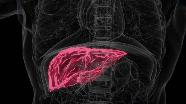 Hepatitis C HD X-Ray Video | Hepatitis C Indication in Vertical HD Video