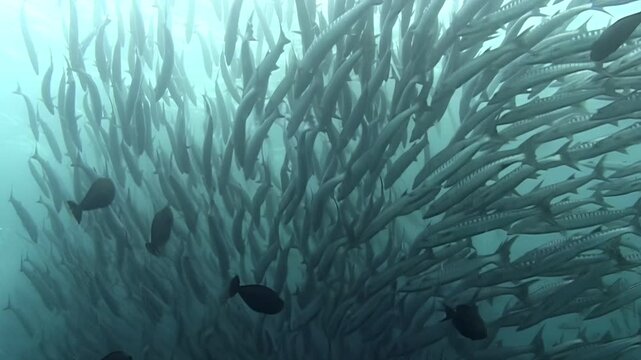 Experience amazing sight of massive school of Barracuda elegantly swimming together. Captured beneath surface near Sipadan Island, Indonesia, these fish create mesmerizing, underwater ballet.