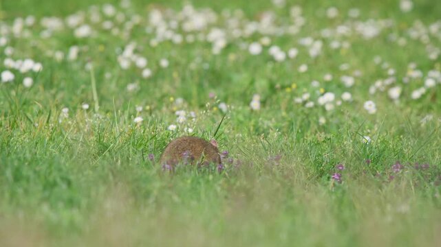 Hamster walks through grassy meadow, moving left to center, pausing, then heading slightly away from camera. Soft-focus white wildflowers in background, calm natural scene.