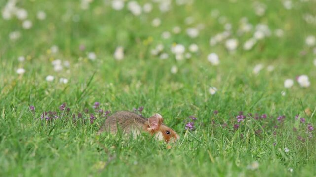 European hamster in long grass turns from left to away, pauses, then hops out of frame to the right. Spring meadow wildlife behavior, natural habitat, close shot.