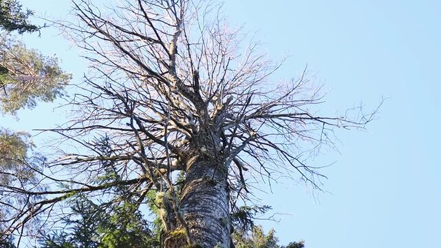 A tall, leafless tree rises against a clear blue sky, its bare branches spreading like a crown, showing winter dormancy and natural decay in a quiet forest.