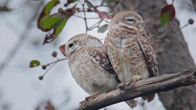 Two spotted owlets perched calmly together on a tree branch in natural forest environment.
