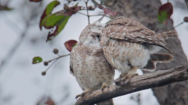 A pair of spotted owlets displaying social bonding and affectionate interaction while perched calmly on a tree branch, India.