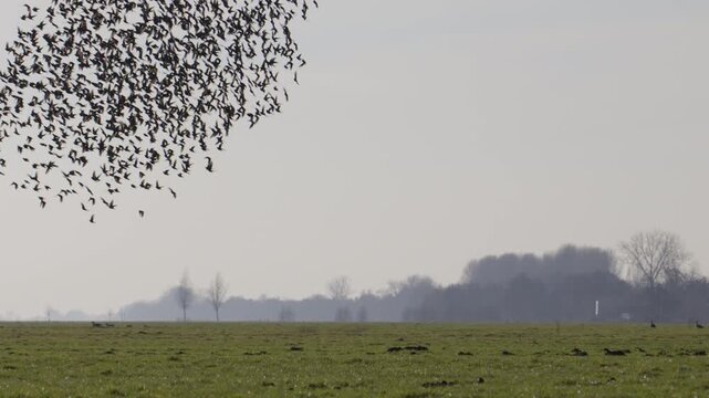 Incredible nature scene as Sparrowhawk catches starling prey out or murmuration
