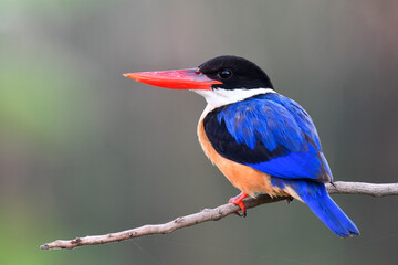 red bills blue back and wings bird calmly perching on wooden branch in very early morning soft light, black-capped kingfisher