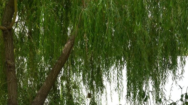 Weeping willow tree by the lake with weaver birds nest hanging over the water