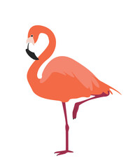 Fototapeta premium legant Tropical Flamingo Illustration for Modern Nature Wall Decor 