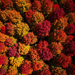 Aerial View of a Dense Forest Canopy in Autumn with Red Orange and Yellow Leaves top view