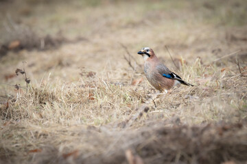 Eurasian Jay Foraging on the Ground (Garrulus glandarius) © Michael Krüger