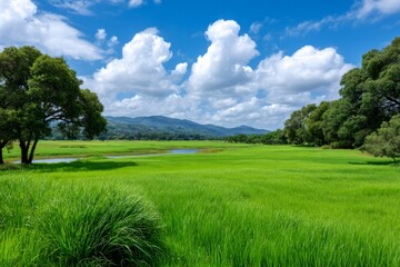 Obraz premium Lush green field with trees under a blue sky
