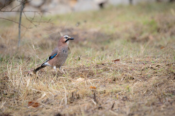Eurasian Jay Foraging on the Ground (Garrulus glandarius)