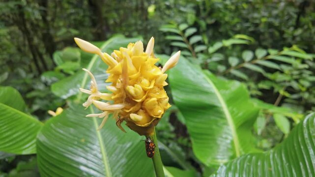 Close-up of a yellow cone-shaped flower with insects, surrounded by lush green foliage in the tropical rainforest of Monteverde, Costa Rica, showcasing vibrant biodiversity and natural beauty.