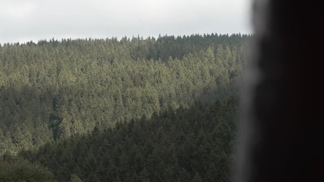 View of a dense spruce forest on Wildewiese in the Sauerland with changing light and shadows across the trees