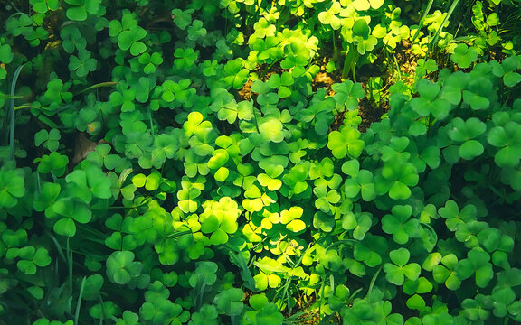 Close-up overhead view of fresh green leafy vegetables with yellow flowers in organic garden soil