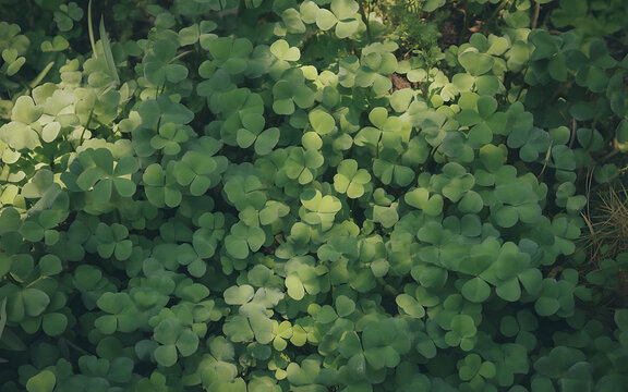 Fresh green broccoli florets growing densely in organic garden with sunlight and shadows overhead view