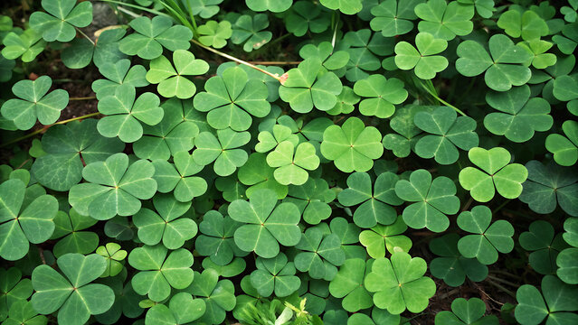 Fresh green clover leaves close-up overhead view in natural sunlight on dark soil background