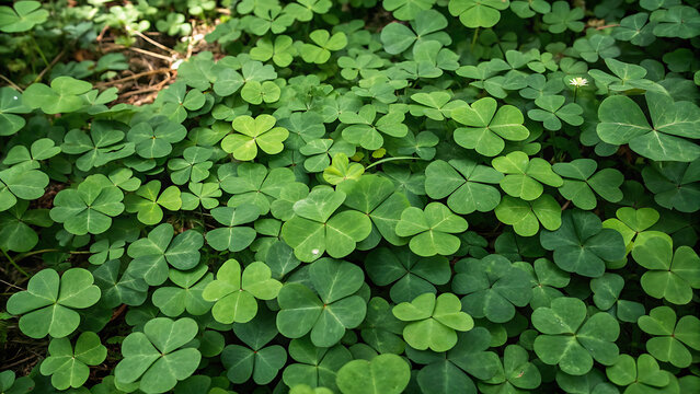 Lush green clover leaves covering ground in natural sunlight with fresh growth and organic texture