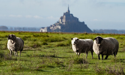 sheep in the beautiful farmland countryside © Ming
