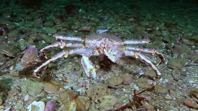 A colossal King Crab explores its stunning, underwater kingdom. Observe as this magnificent creature navigates the bottom of the Bering Sea with grace and power.