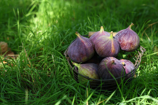 Basket with fresh ripe figs on grass outdoors