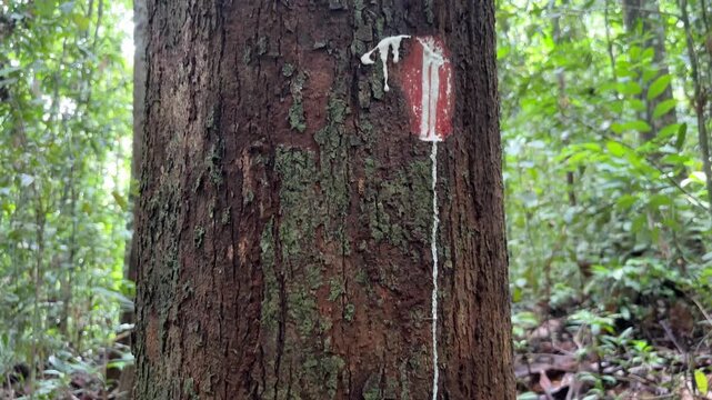 White sap flowing from the trunk of a Pulantan tree (Alstonia scholaris) caused by an incision in the bark.