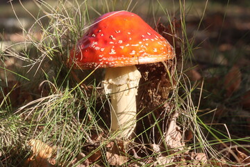 muchomor czerwony Amanita muscaria Amanitaceae grzyby © Perovskia