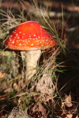 muchomor czerwony Amanita muscaria Amanitaceae grzyby © Perovskia