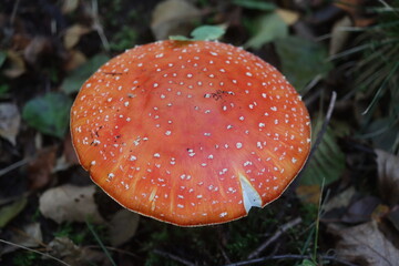 muchomor czerwony Amanita muscaria Amanitaceae grzyby © Perovskia