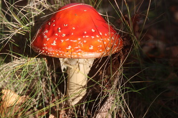 muchomor czerwony Amanita muscaria Amanitaceae grzyby © Perovskia