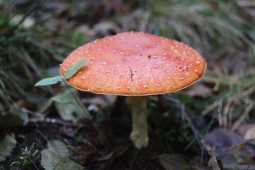 muchomor czerwony Amanita muscaria Amanitaceae grzyby © Perovskia
