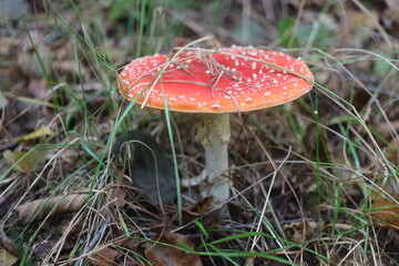 muchomor czerwony Amanita muscaria Amanitaceae grzyby © Perovskia