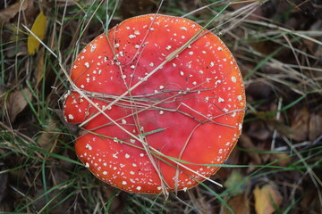 muchomor czerwony Amanita muscaria Amanitaceae grzyby © Perovskia