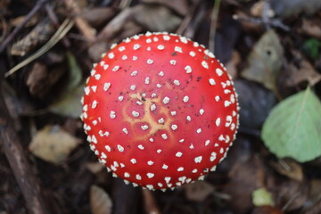 muchomor czerwony Amanita muscaria Amanitaceae grzyby © Perovskia
