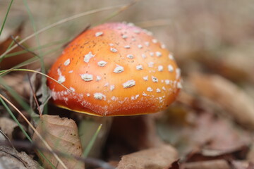 muchomor czerwony Amanita muscaria Amanitaceae grzyby © Perovskia