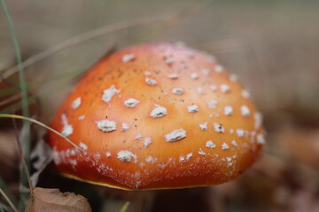 muchomor czerwony Amanita muscaria Amanitaceae grzyby © Perovskia