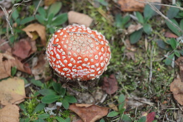 muchomor czerwony Amanita muscaria Amanitaceae grzyby © Perovskia