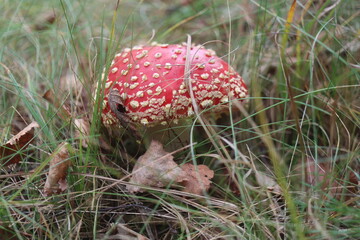 muchomor czerwony Amanita muscaria Amanitaceae grzyby © Perovskia