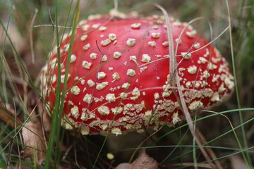 muchomor czerwony Amanita muscaria Amanitaceae grzyby © Perovskia