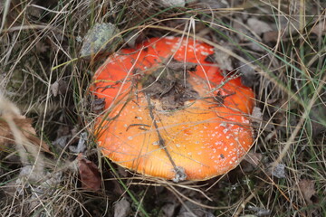muchomor czerwony Amanita muscaria Amanitaceae grzyby © Perovskia