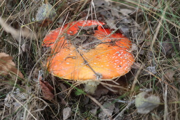 muchomor czerwony Amanita muscaria Amanitaceae grzyby © Perovskia