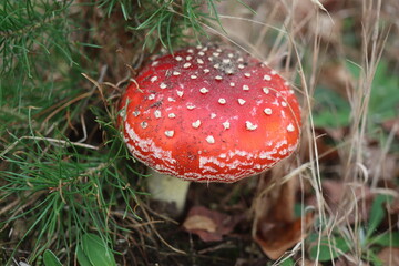 muchomor czerwony Amanita muscaria Amanitaceae grzyby © Perovskia