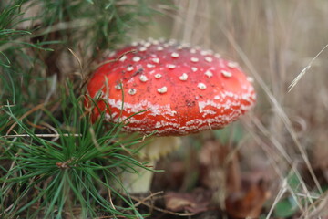 muchomor czerwony Amanita muscaria Amanitaceae grzyby © Perovskia